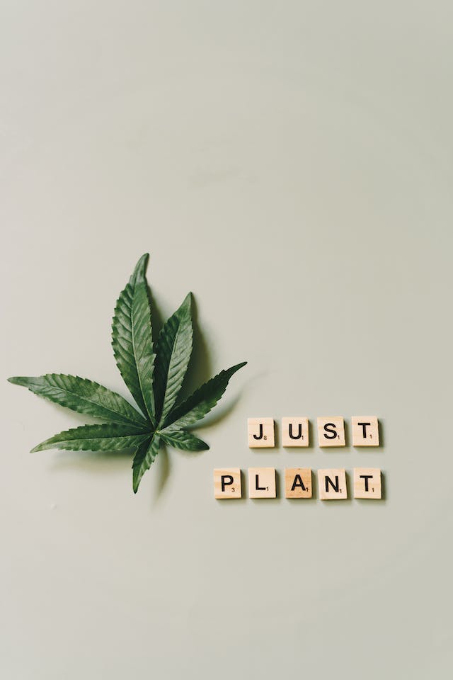 Débloquez le Potentiel Curatif du Cannabis Médical