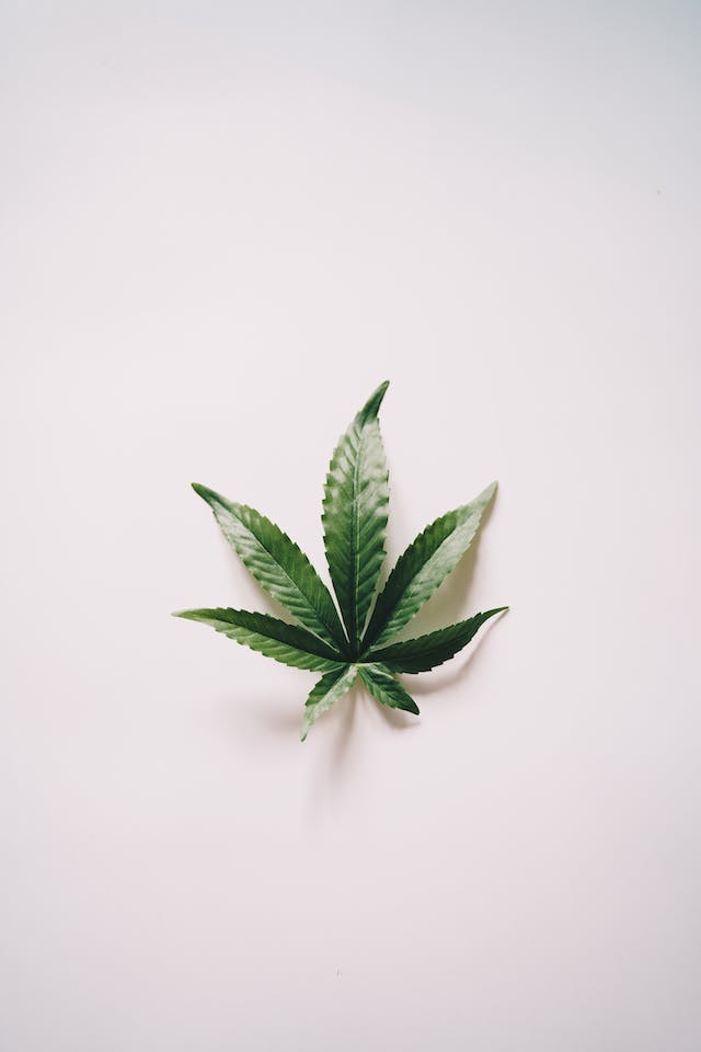 La Science Derrière l'Euphorie du Cannabis: Une Exploration des Effets sur le Corps et l'Esprit
