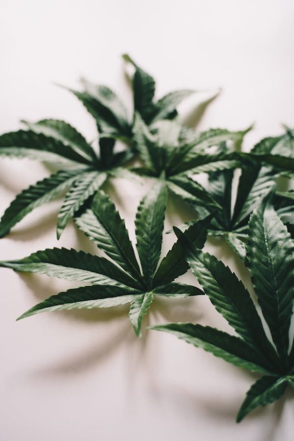 Légalisation du Cannabis: Une Perspective Mondiale