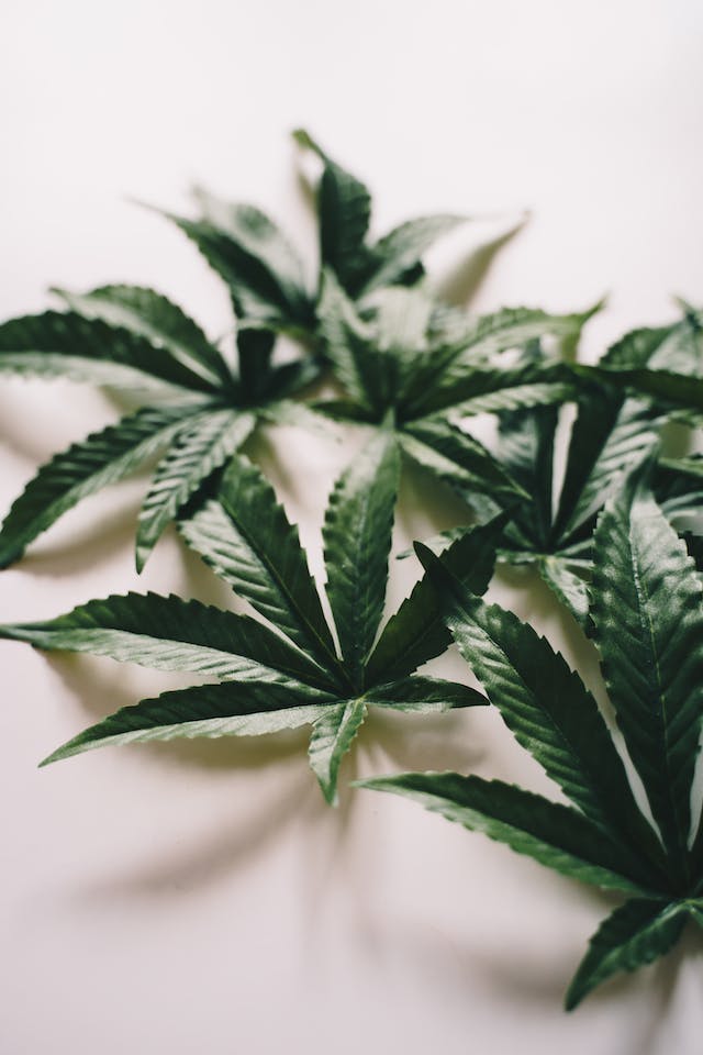 Légalisation du Cannabis: Une Perspective Mondiale